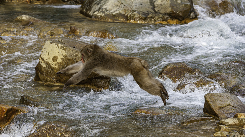 macaque leaping across hot spring