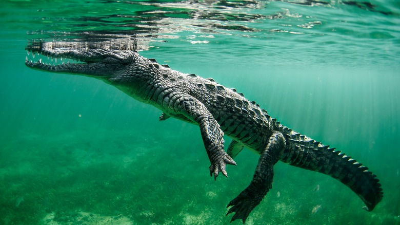 Crocodile swimming