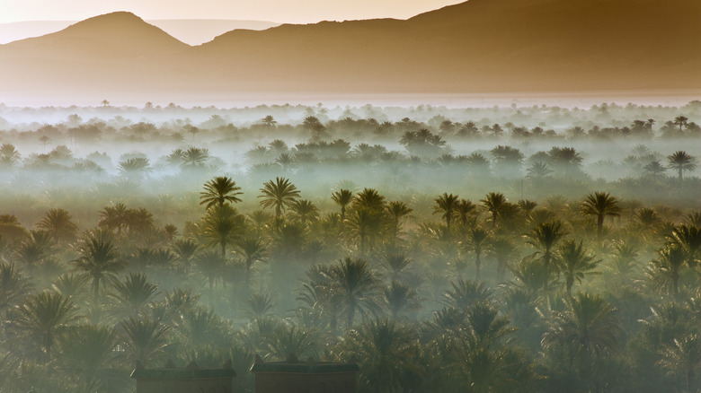 Misty oasis of date palms in the Moroccan desert