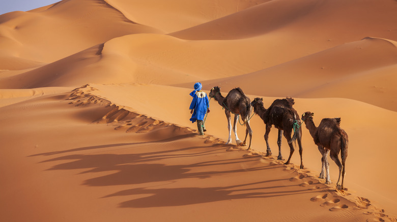 Camel caravan in the dunes of the Moroccan portion of the Sahara Desert