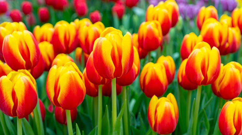 Red and yellow tulips in bloom