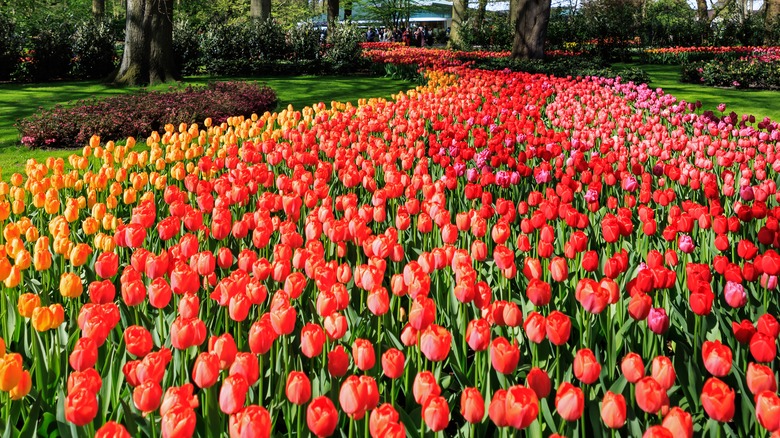 Rows of multicolored tulips in Keukenhof Gardens