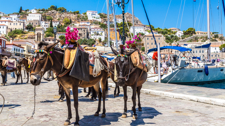 Donkeys in Greek harbor