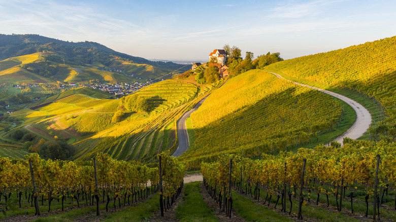 Vineyard in Black Forest