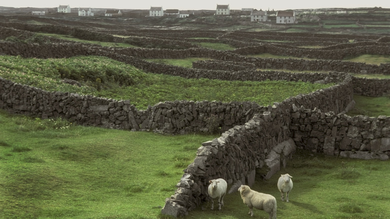 Sheep standing by stone wall near white houses on the Aran Islands, Ireland