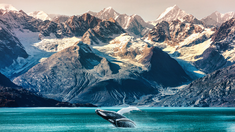 whale breaching in Alaska