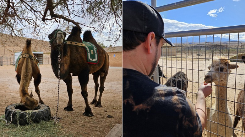 Camels at Camel Safari, a man feeding a llama at Camel Safari