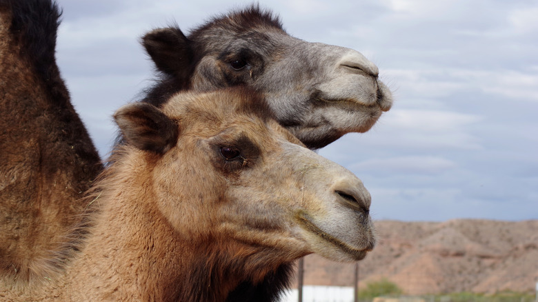 Close up of camels at Camel Safari in Nevada