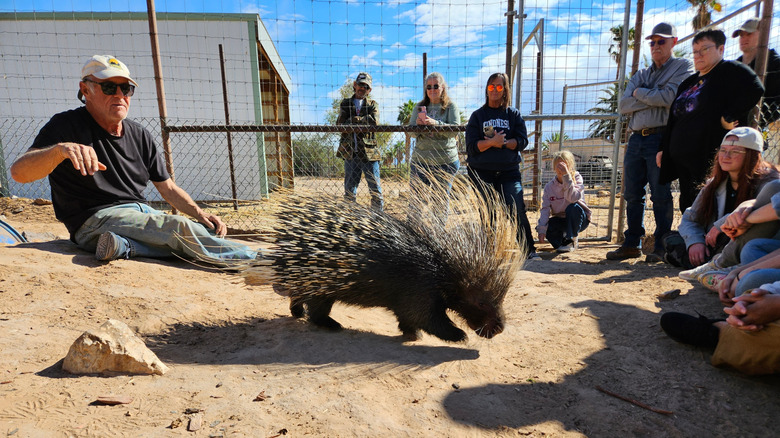 African crested porcupine at Camel Safari near Mesquite, Nevada