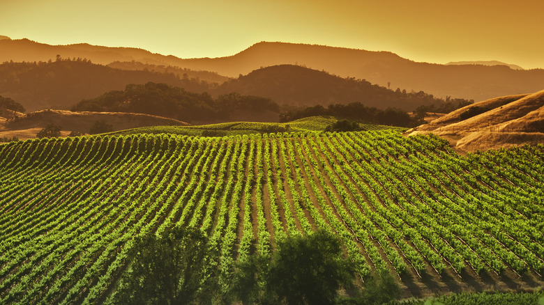 Vineyard at sunset in Napa Valley