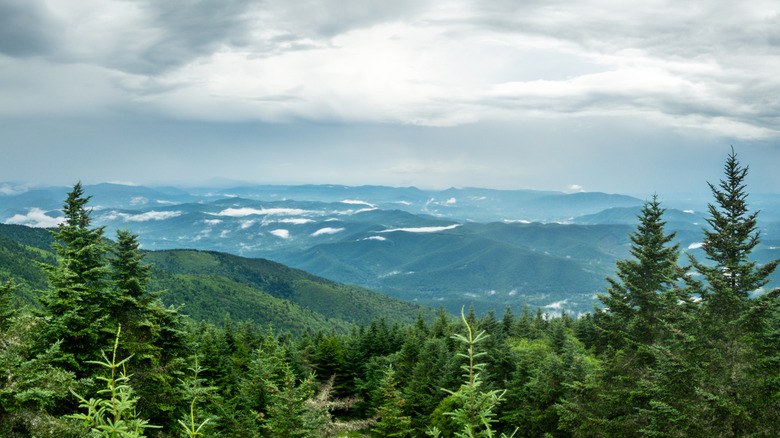 Evergreen forest and the Blue Ridge Mountains