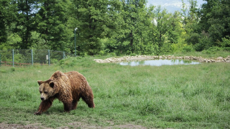 Bear walking in the grass at Libearty Sanctuary in Romania