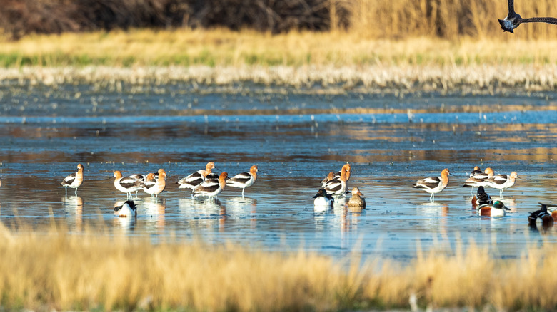 Waterbirds along the shallows of the Rio Grande River