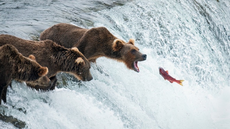 bear catches salmon Alaska