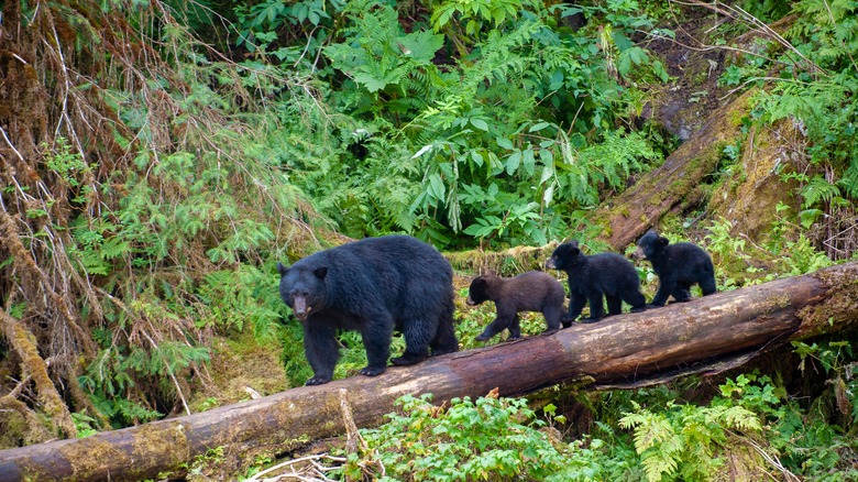 black bear and cubs tongass forest