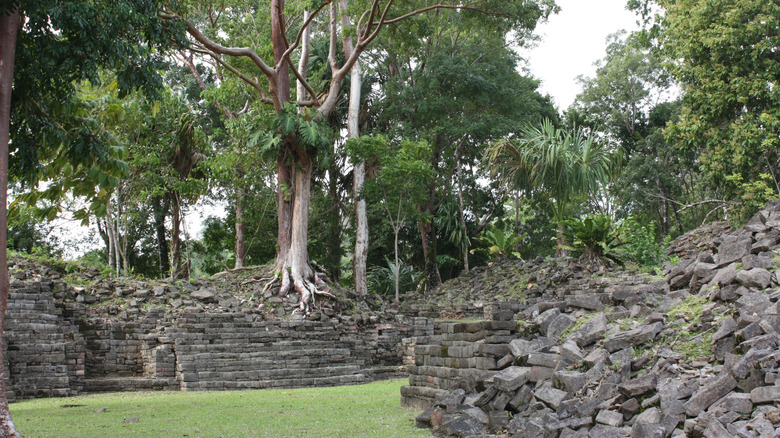 Maya ruins among the trees in Punta Gorda, Belize