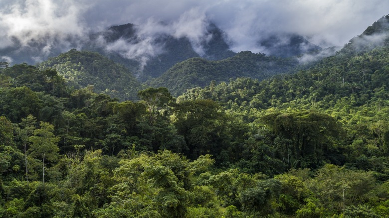 Mist-covered forests and mountains in Belize