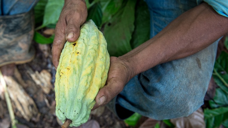 Cacao pods on a farm in Belize, ready to be harvested