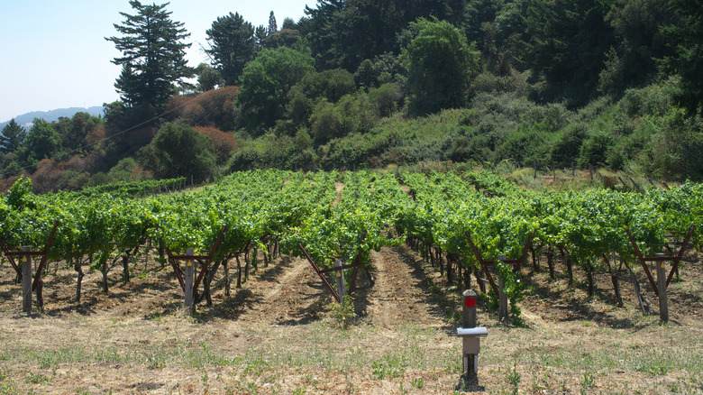 Lush vineyard vines in Santa Cruz, California