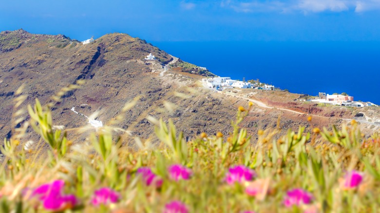 View of wildflowers and white washed buildings on the Fira to Oia trail