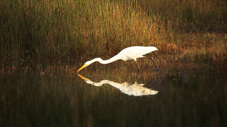 wading bird hunts reeds Skidaway Island in Georgia