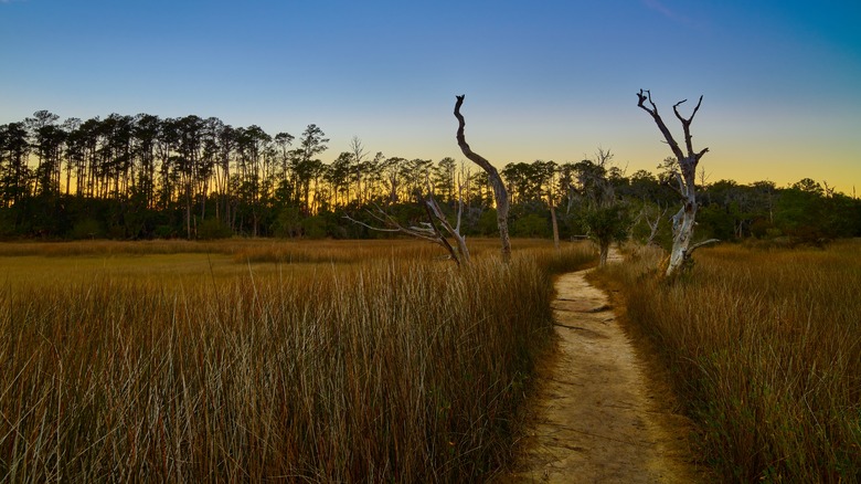 skidaway island state park avian trail in Georgia