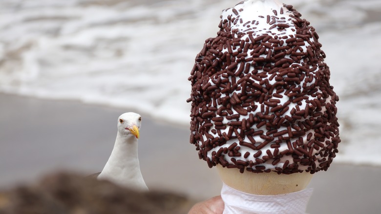 seagull staring at ice cream cone