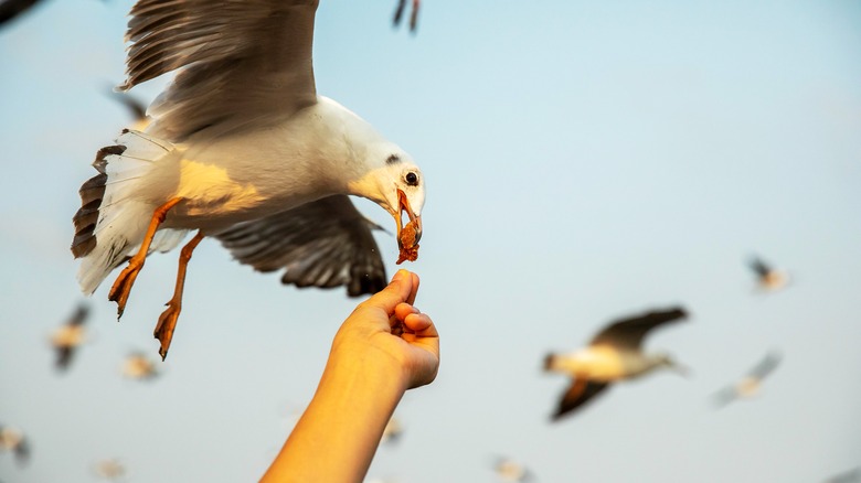 seagull eating chip off someone's hand