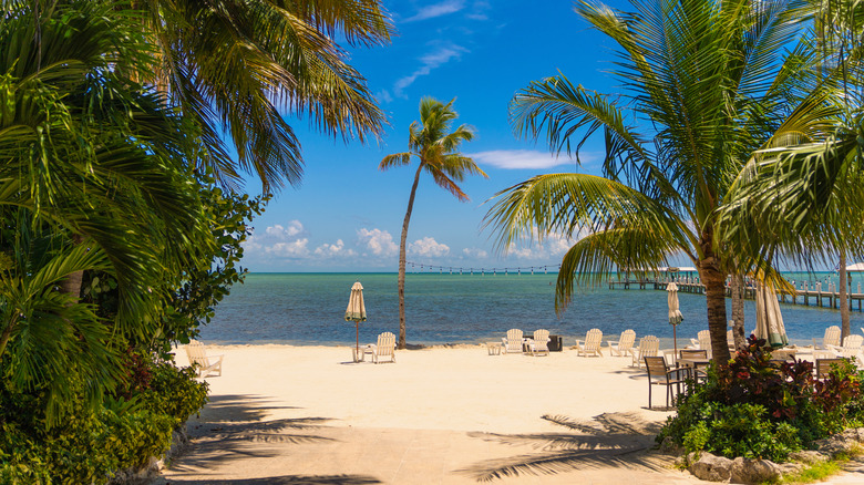 A beach with palm tress in Islamorada, Florida