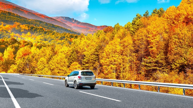 Car driving through red foliage.