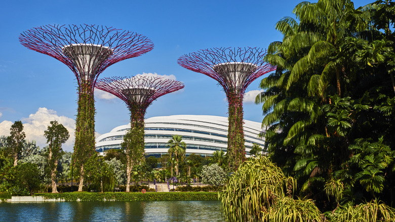 Supertrees in Gardens By the Bay Singapore in daylight