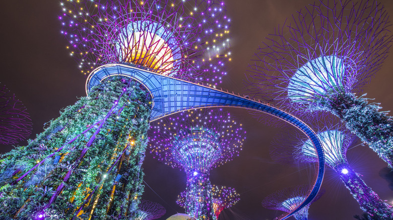 Supertrees at Gardens By the Bay illuminated at night