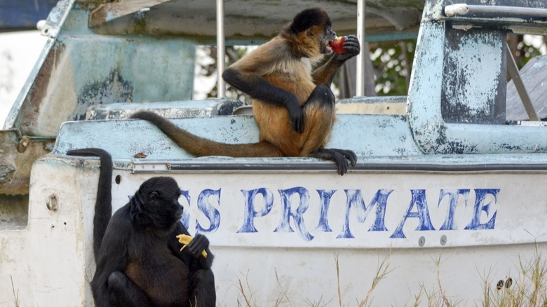 Spider monkey eating on boat