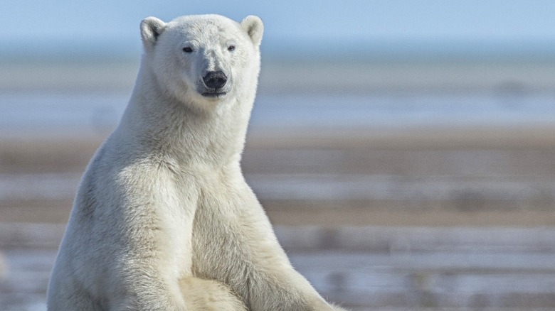 Polar bear on the Arctic tundra near Nanuk Polar Lodge in Churchill