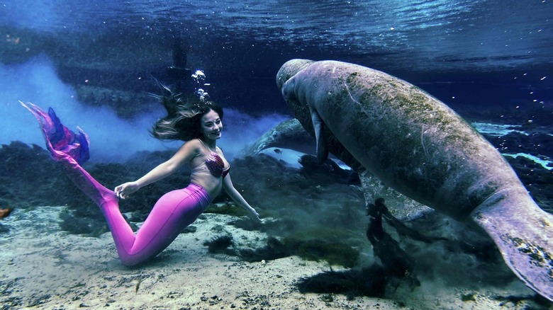 Mermaid Kristie swimming with manatee