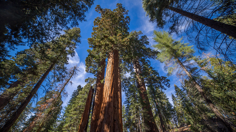 massive sequoias in Kings Canyon National Park, California