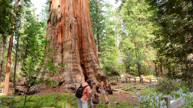 Hikers at the General Grant Tree in Kings Canyon National Park, California