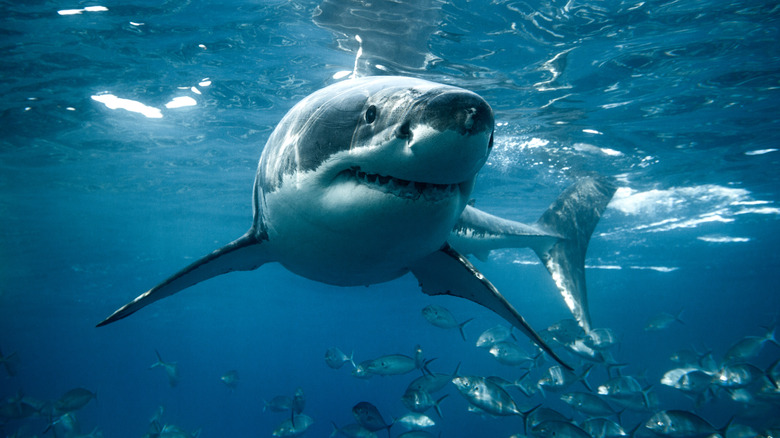 Great white shark swimming in the ocean