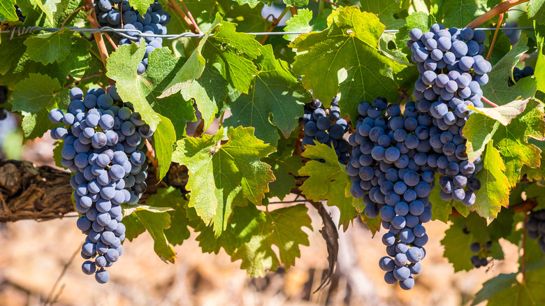 Pinotage grapes in Stellenbosch, South Africa