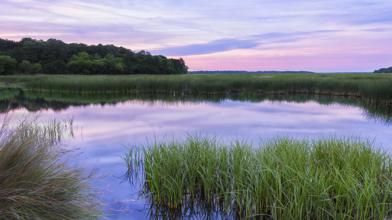 Marshlands in Ace Basin during sunset