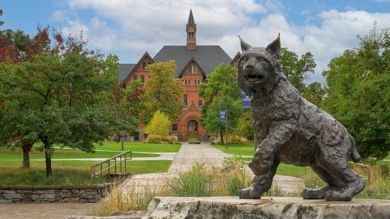 Montana State University campus with a bobcat statue