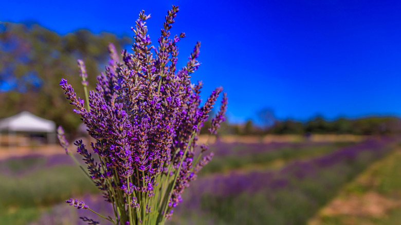 A colorful lavender field in California