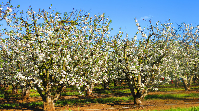 A view of blossoming cherry trees in California