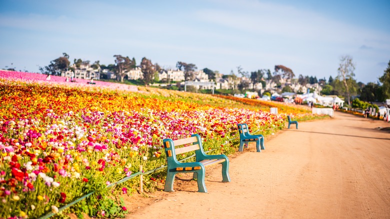 flower fields in Carlsbad, California