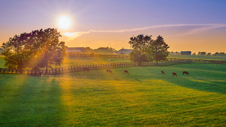 Horses grazing in a Kentucky field