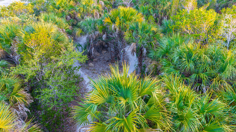 nature trails at Rotary Park, Cape Coral, Florida