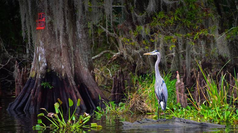 Heron standing in the bayou against a backdrop of trees