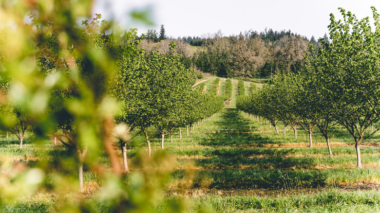 Vineyards in Wilsonville, Oregon