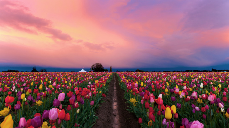 Wooden Shoe Tulip Farm in Woodburn, Oregon