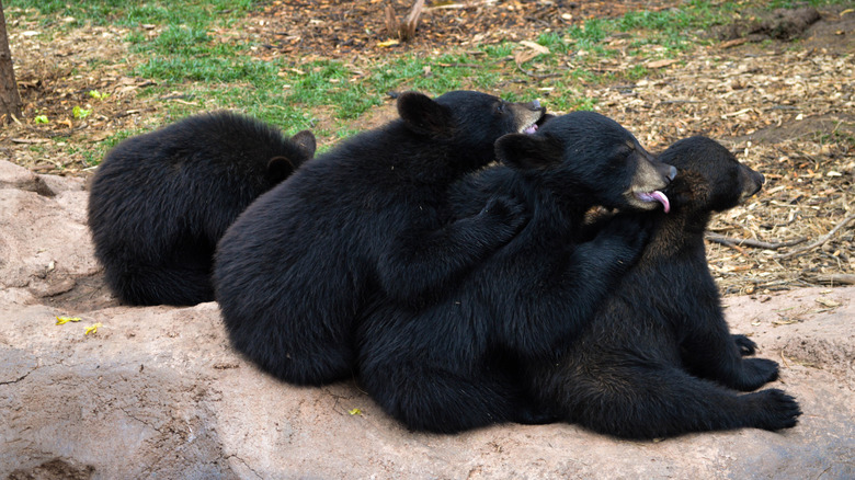 Black bears cuddling together at Bearizona Wildlife Park, Arizona